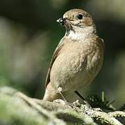 Common Redstart