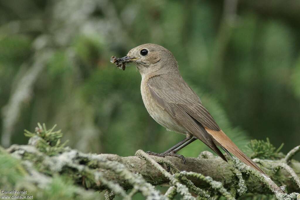 Common Redstart female adult, identification, Reproduction-nesting