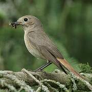 Common Redstart