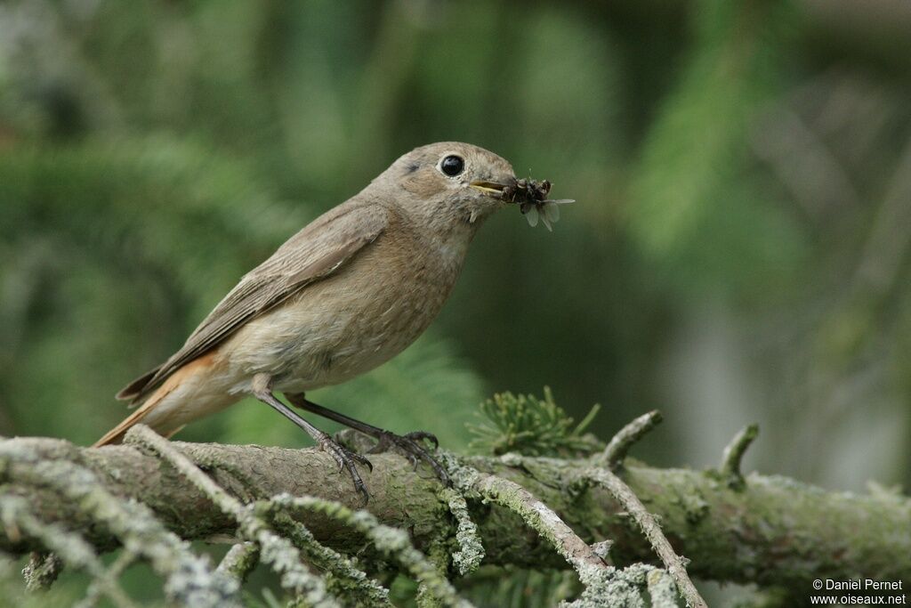 Common Redstart female adult, identification, Reproduction-nesting