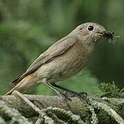 Common Redstart