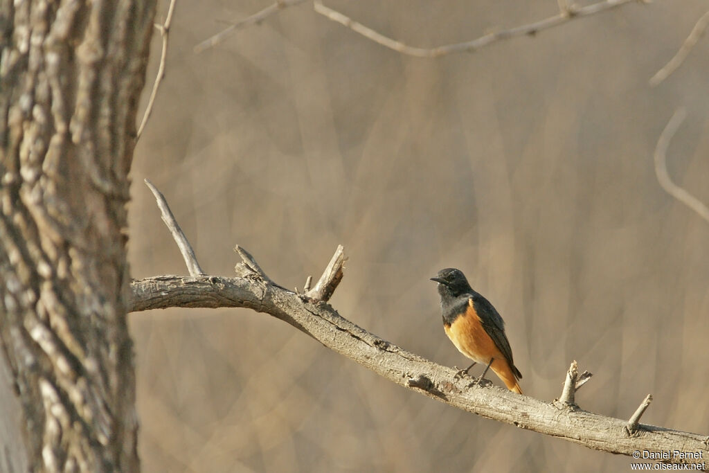 Black Redstart male adult