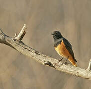 Black Redstart