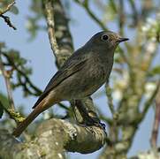 Black Redstart