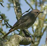 Black Redstart