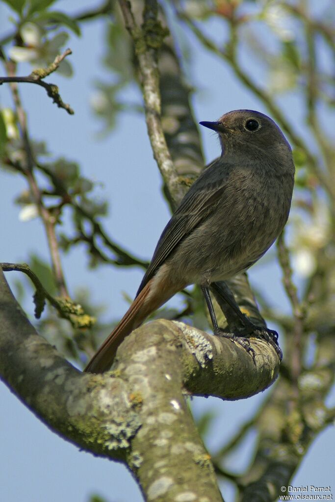 Black Redstart female adult, identification