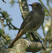 Black Redstart