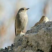 Black Redstart