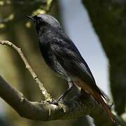 Black Redstart