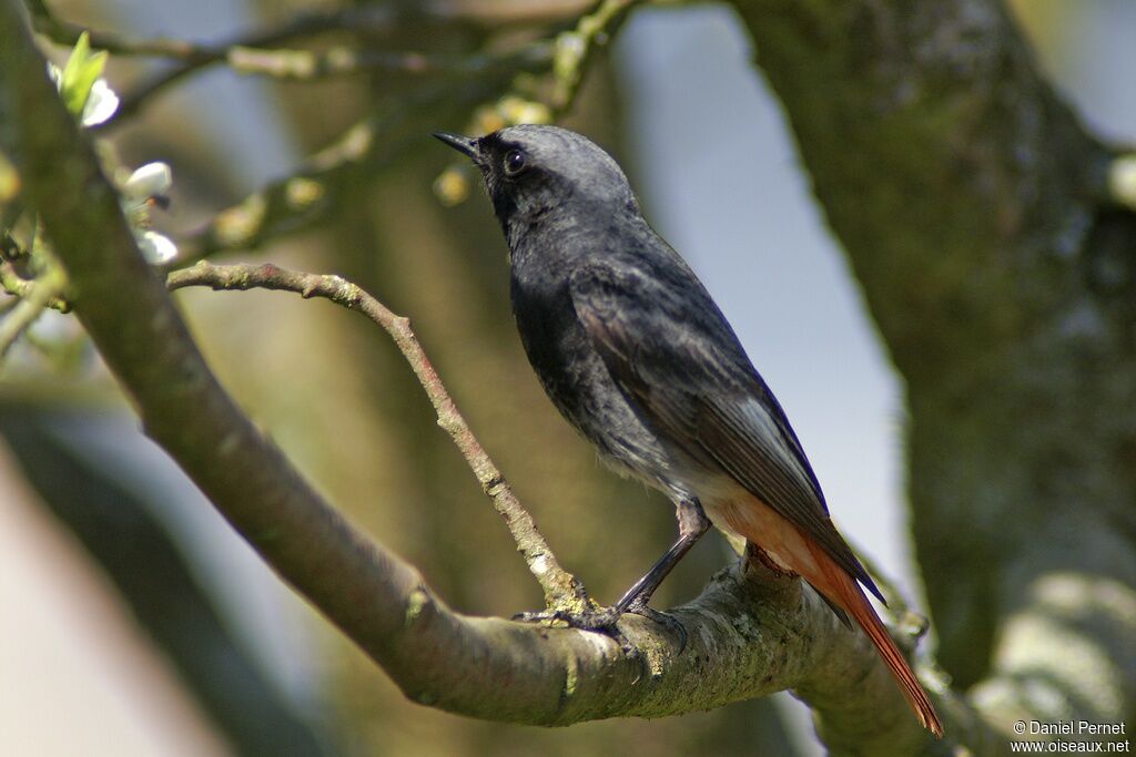 Black Redstart male adult, identification