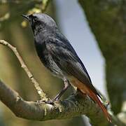 Black Redstart