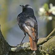 Black Redstart