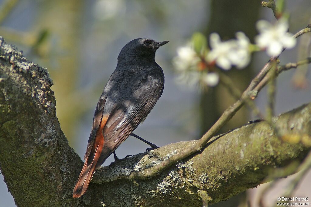 Black Redstart male adult, identification