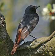 Black Redstart