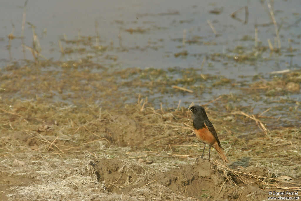 Black Redstartadult, walking