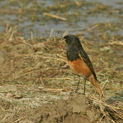 Black Redstart