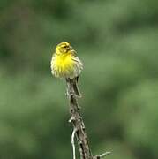 European Serin