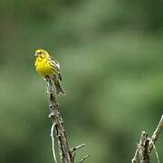 European Serin