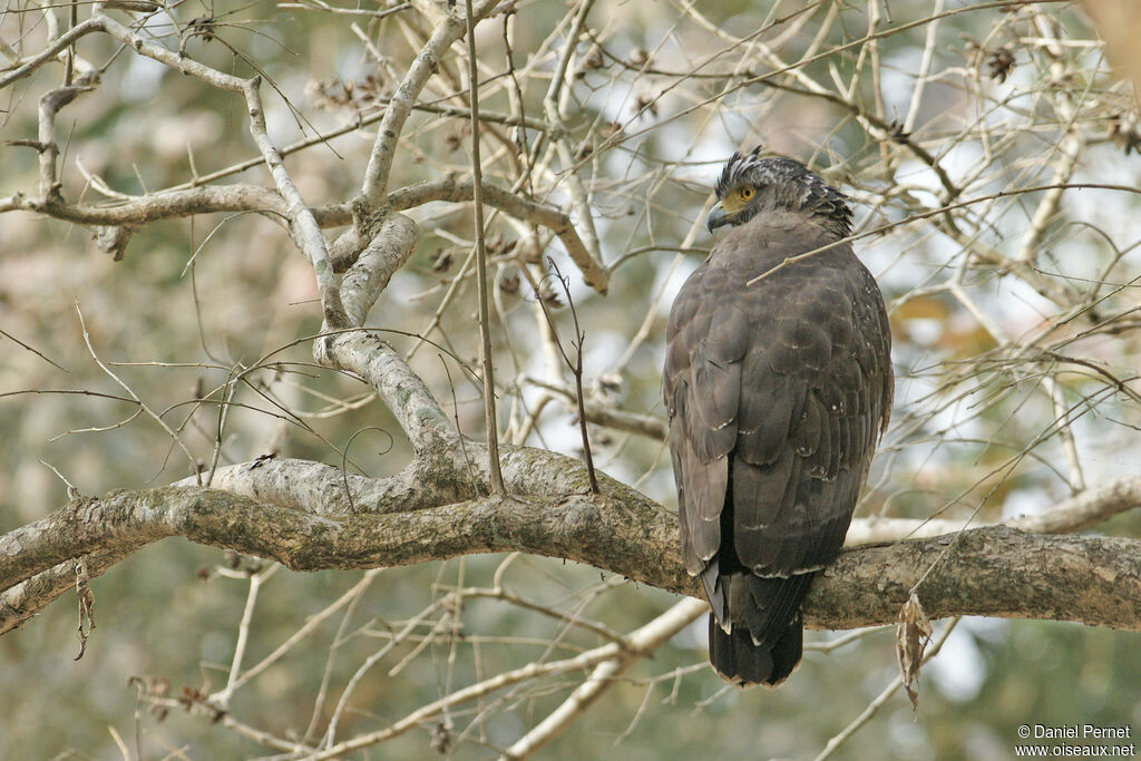 Crested Serpent Eagleadult, identification, habitat