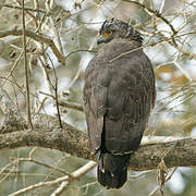 Crested Serpent Eagle