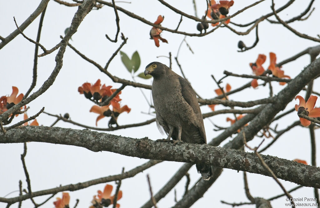 Crested Serpent Eagleadult, habitat