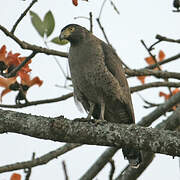 Crested Serpent Eagle