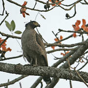 Crested Serpent Eagle