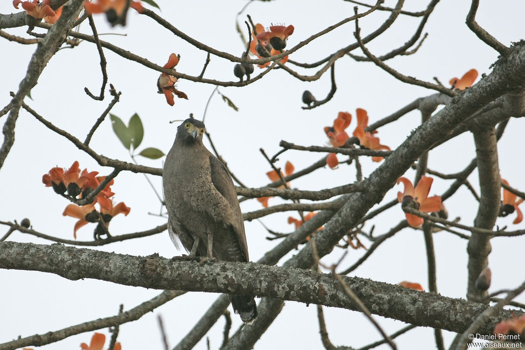 Serpentaire bachaadulte, identification, habitat