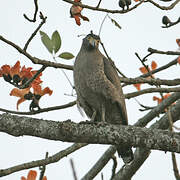 Crested Serpent Eagle