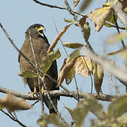 Crested Serpent Eagle