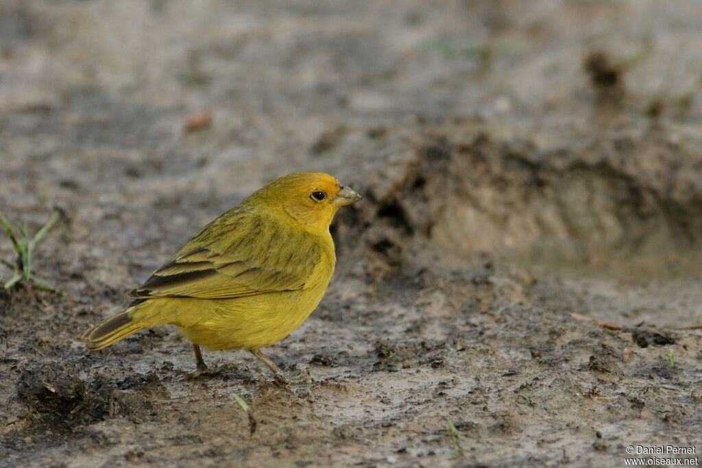 Saffron Finch male adult, identification