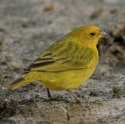 Saffron Finch