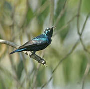 Purple Sunbird