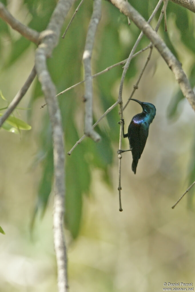 Purple Sunbirdadult, habitat