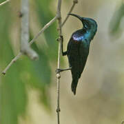 Purple Sunbird