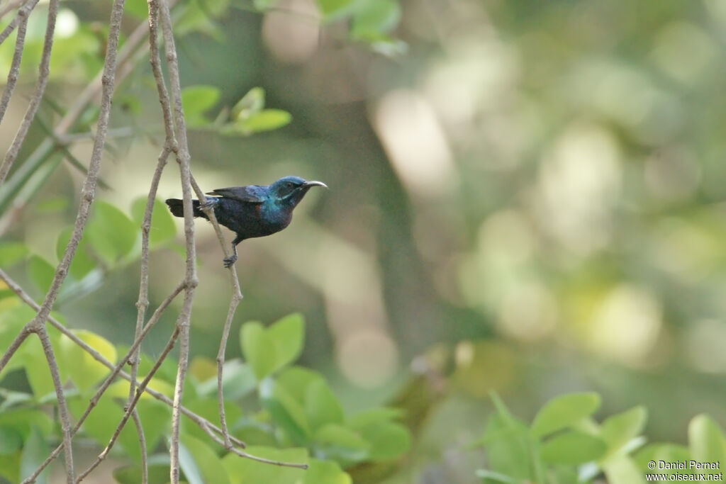 Purple Sunbirdadult, habitat