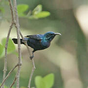 Purple Sunbird