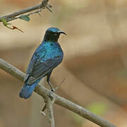 Purple Sunbird