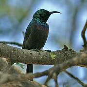 Marico Sunbird