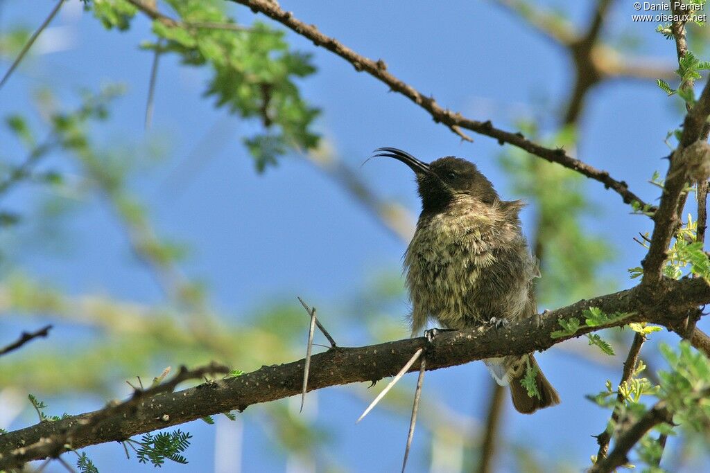 Marico Sunbird female adult, identification