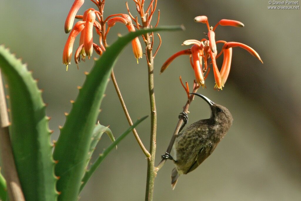 Marico Sunbird female, identification