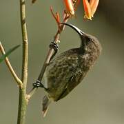 Marico Sunbird