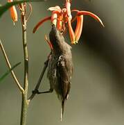 Marico Sunbird