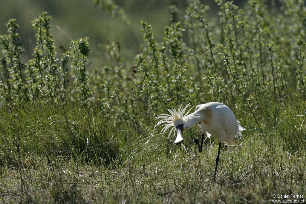 Eurasian Spoonbilladult, Behaviour