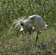 Eurasian Spoonbill