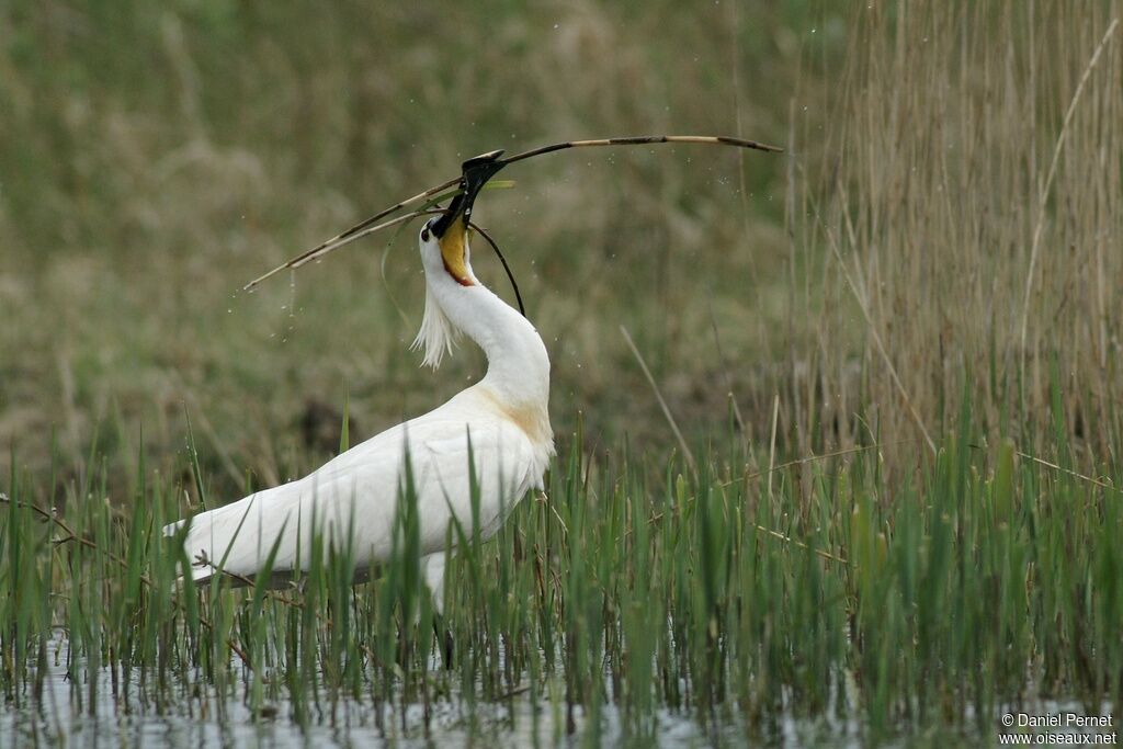 Eurasian Spoonbilladult, Reproduction-nesting, Behaviour