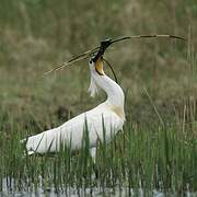 Eurasian Spoonbill