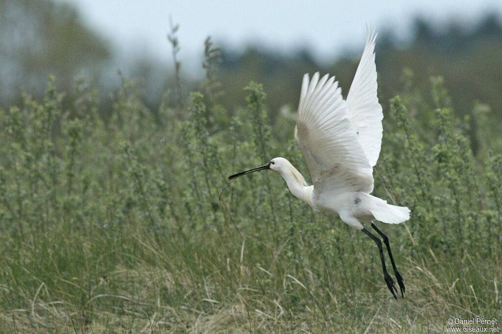 Eurasian Spoonbilladult, Flight, Reproduction-nesting, Behaviour