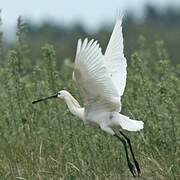 Eurasian Spoonbill