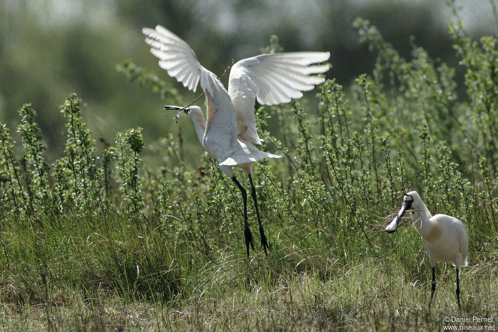 Eurasian Spoonbilladult, Flight, Reproduction-nesting, Behaviour